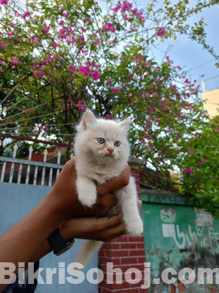 Persian cat